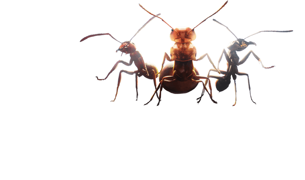 Ant Legion 蚂蚁题材策略生存类移动端游戏 《Ant